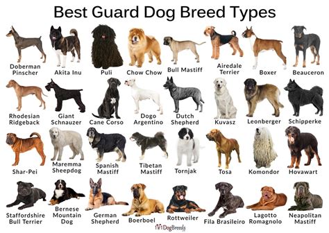 What Is The Best Home Protection Dog at Nancy Reyes blog