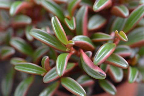 Ruby Glow (Peperomia Graveolens) Care – Green Garden Tribe