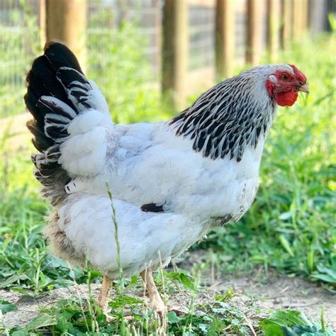 Columbian Wyandotte - The Best Unknown Backyard Chicken - Pampered Chicken Mama: Raising ...