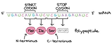 How to Read the Amino Acids Codon Chart? - Genetic Code and mRNA ...