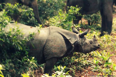 One horned Rhinoceros - Endangered Species - Pictures of Nepal