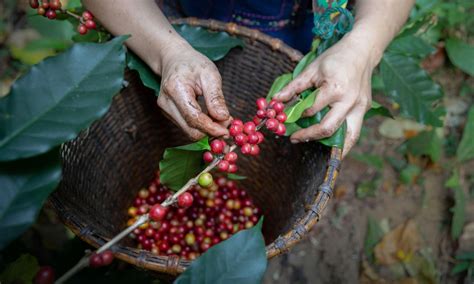 Coffee varieties: A complete guide to Typica