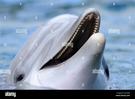 Harbor Porpoise Teeth