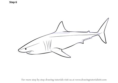 Learn How to Draw a Great White Shark (Fishes) Step by Step : Drawing ...