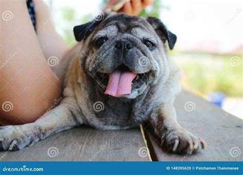 Portrait Of A Pug Dog, Old Age, Cute, Funny, Happy, Yawning With Sleepiness, Relaxing Time Lying ...