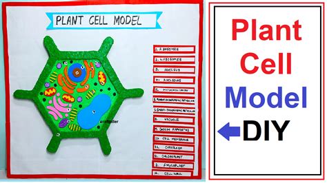 plant cell model making – simple and easy science project for ...