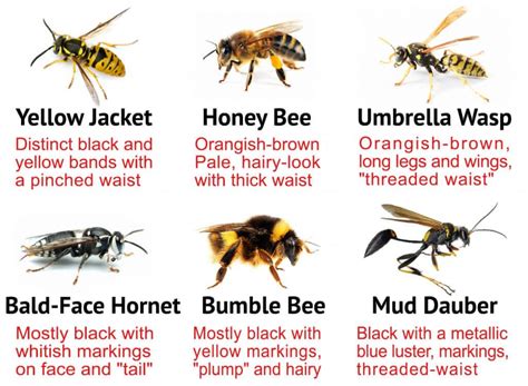 Difference Between Yellow Jackets And Honey Bees - HONEYSI