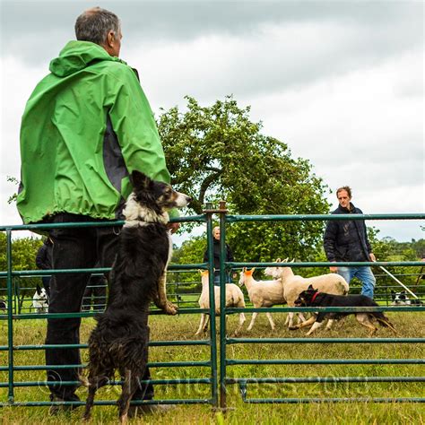 Sheepdog Training Course - Working Sheepdog Training