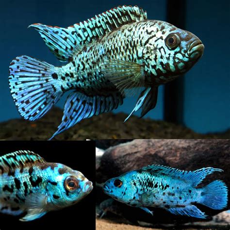 American Cichlid - Electric Blue Jack Dempsey Cichlid EBJD (Rocio ...