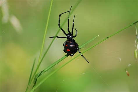 black widow habitat : Biological Science Picture Directory – Pulpbits.net