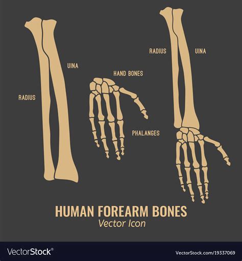 Anatomy Of Forearm Bones | atelier-yuwa.ciao.jp