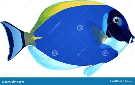Angel fish stock vector. Illustration of aquarium, wild - 48390563