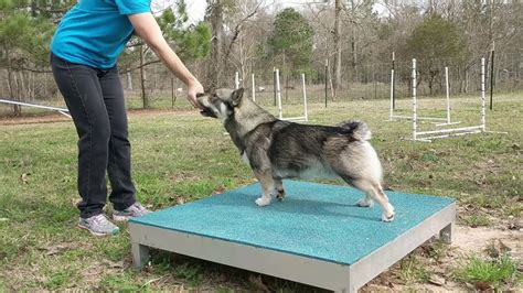 How to start agility training with a Swedish Vallhund. - YouTube