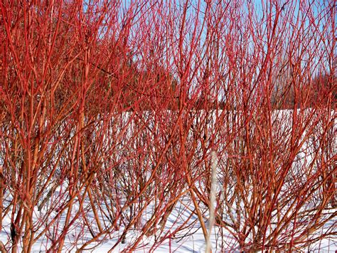 Cardinal Red Twig Dogwood create a vibrant red when profiled against ...