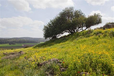 Beautiful Israel in Green - ISRAEL21c