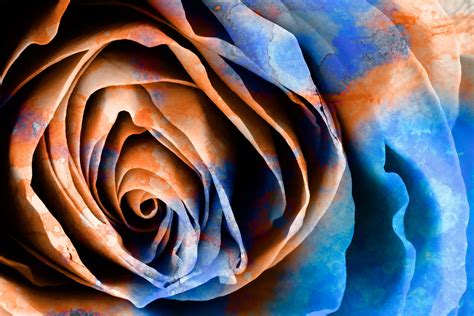 Vibrant Acrylic Rose | Mixed media photomanipulation combini… | Flickr