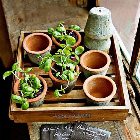 How to Sow Seeds Indoors - Williams-Sonoma Taste