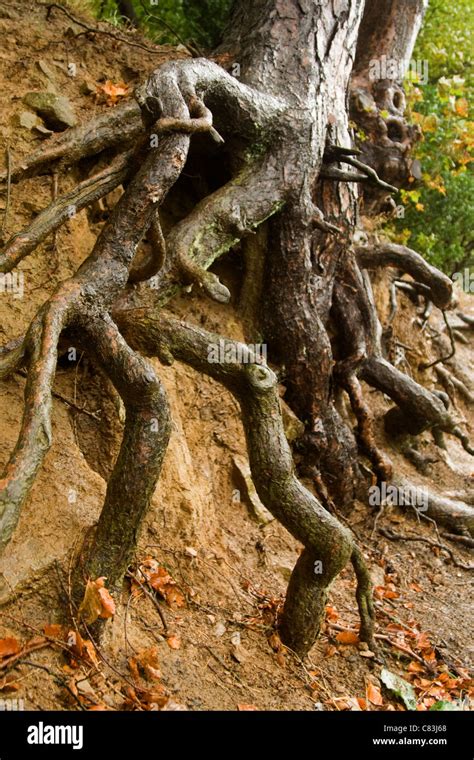 Roots of a tree that are exposed and twisted Stock Photo - Alamy