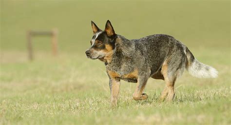 Blue Heeler Origins And History - A Fascinating Guide