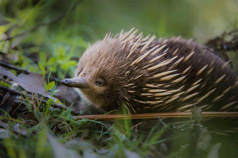 Mammals In Australia That Lay Eggs - Pets Lovers