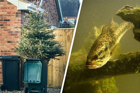 Here's How Your Old Christmas Tree Can Create New Fish Habitats