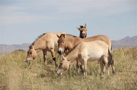 DNA analysis reveals there are no wild horses left in the world