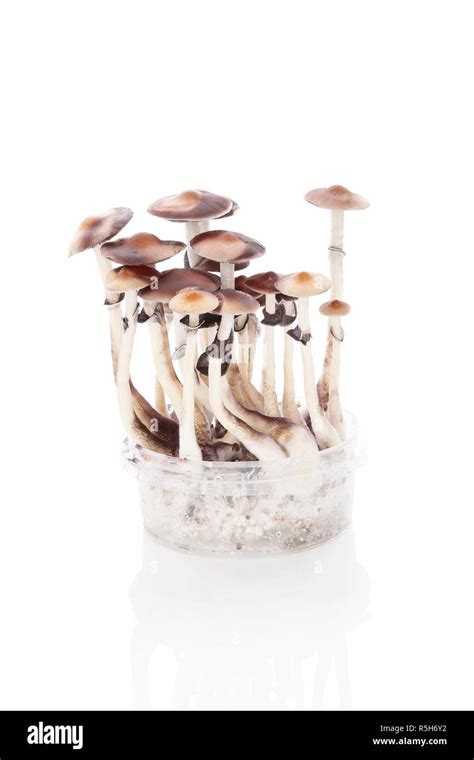 Magic mushrooms grow kit Stock Photo - Alamy