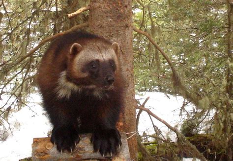 USFWS Denial Of Endangered Species Act Protection For Wolverines Prompting Lawsuit