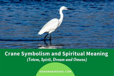 Crane Symbolism and Meaning (Totem, Spirit and Omens) - Sonoma Birding