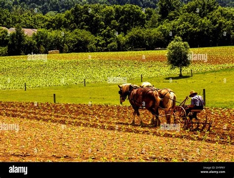 Amish Man Plowing Farm with Horse Stock Photo - Alamy