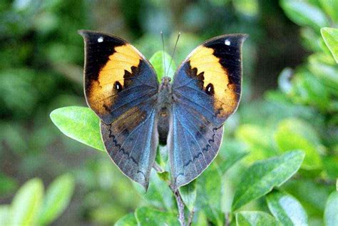 The dead leaf butterfly – Discvr.blog