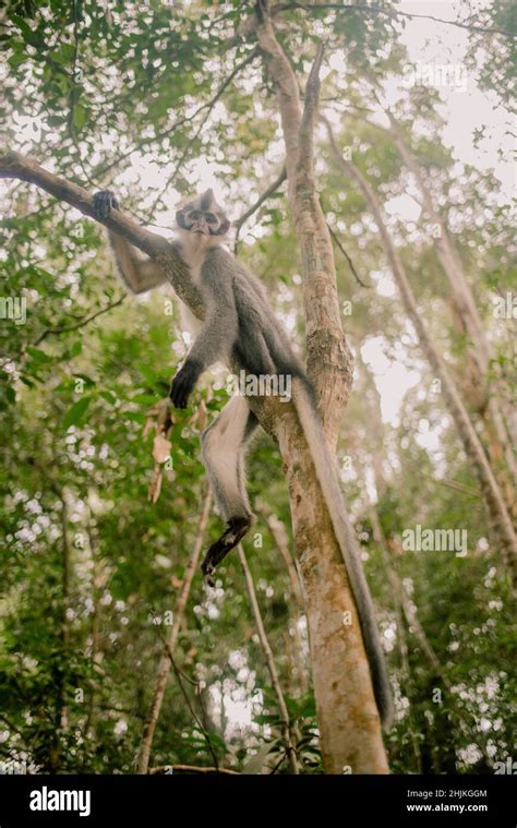 Vertical shot of an Atelidae monkey hanging on a tree in the Sumatra ...