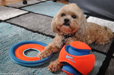 Delightful Reasons to Play Fetch With Your Dog