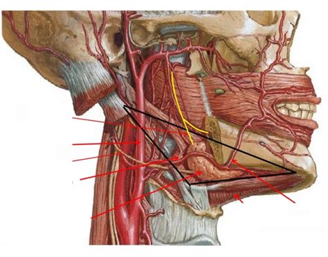 Contents of the Submandibular Triangle Quiz