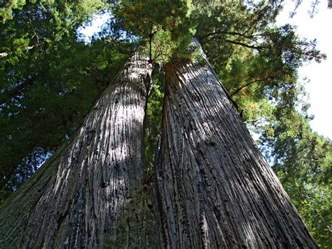 Twin redwoods: Prairie Creek Redwoods State Park, California