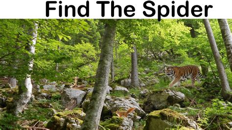 Find the hidden animal | Nobody can find All hidden animal | Brain game | AR Entertainment ...