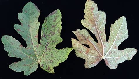 Fig | Diseases and Pests, Description, Uses, Propagation