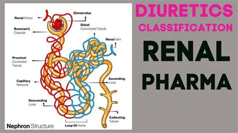 Diuretics Classification in 2022 | Pharmacology, Renal, Diuretic