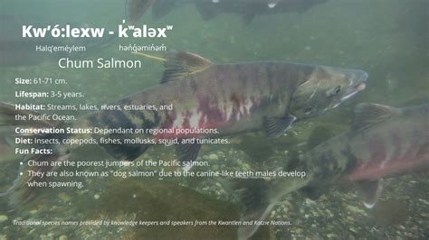 Spawning Salmon of the Fraser - Species Spotlight - Rivershed Society of BC