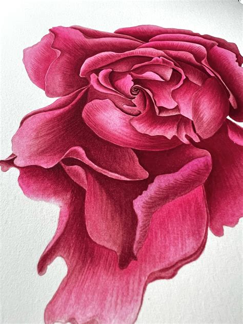 Open Rose Flower Original Watercolor Painting - Etsy