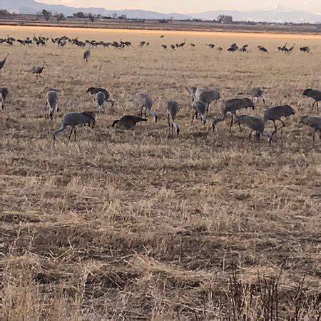 Monte Vista National Wildlife Refuge (Alamosa) - 2020 All You Need to Know BEFORE You Go (with ...