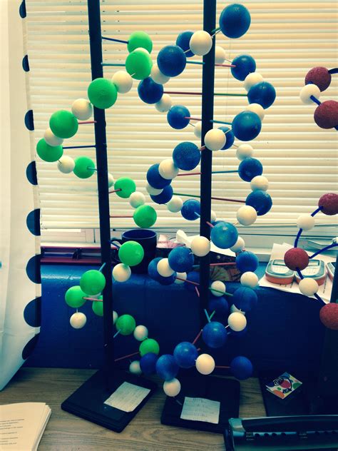 More DNA models! We also added RNA models this year | Dna project, Dna model project, Dna model