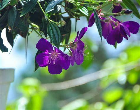 Purple Melastomataceae Flowers at the Garden Stock Image - Image of countryside, flower: 94994139