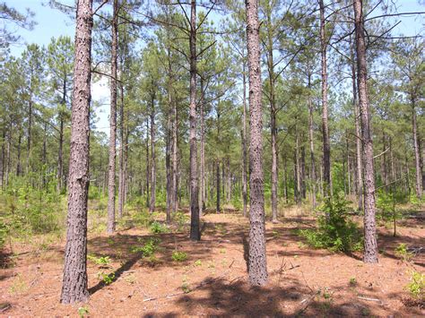 71.16 acres older pine trees - Warren County, Georgia - Shivers Real Estate