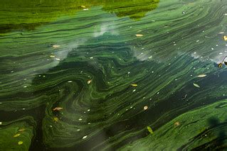 Algae Art | Blue-green algae in Duncans Dam | Bobby McKay | Flickr