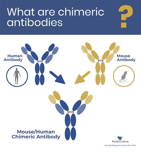 What are chimeric antibodies?