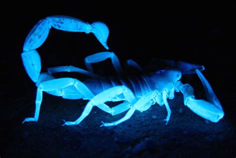 10 Striking Facts About Scorpions