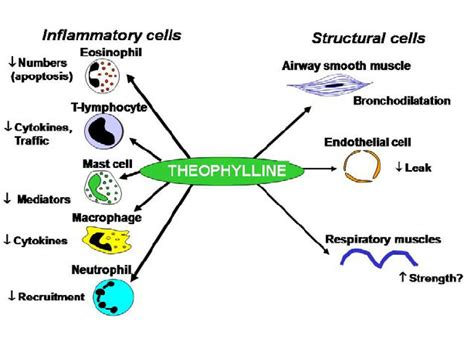 Multiple cellular effects of theophylline. | Download Scientific Diagram