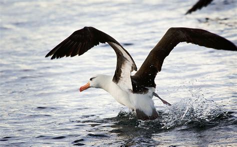 File:Black-browed Albatross, Beagle Channel.jpg - Wikimedia Commons