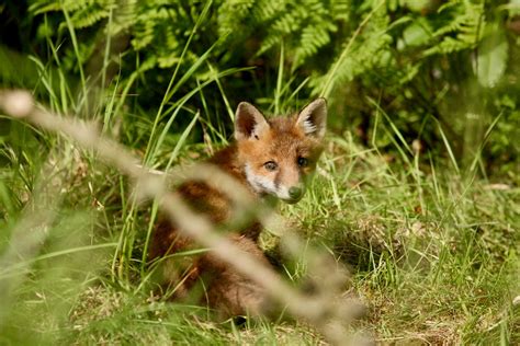 Chamfron Stud : Fox Cubs